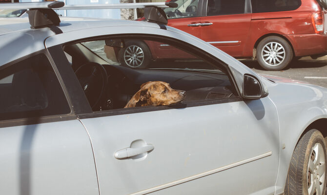 dogDSC00220_TP_V